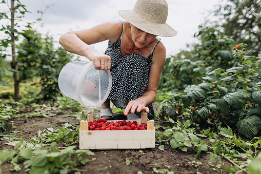 The woman collecting a juicy rad raspberry into the Woden Crate in her Organic Garden. Homegrown produce