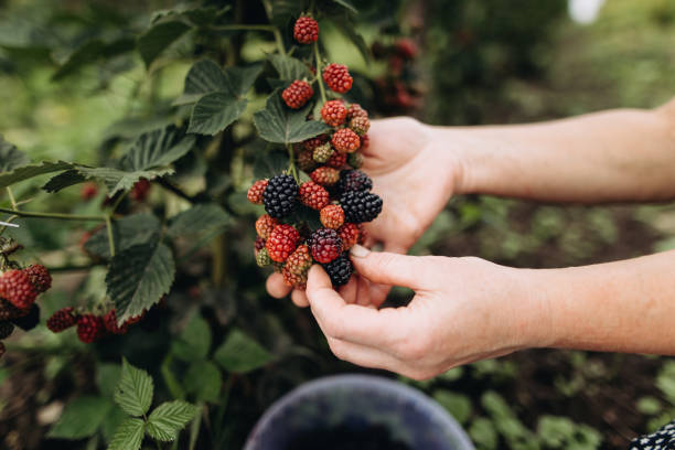 manos de mujer cosechando moras jugosas orgánicas del arbusto en el jardín - blackberry bush plant berry fruit fotografías e imágenes de stock