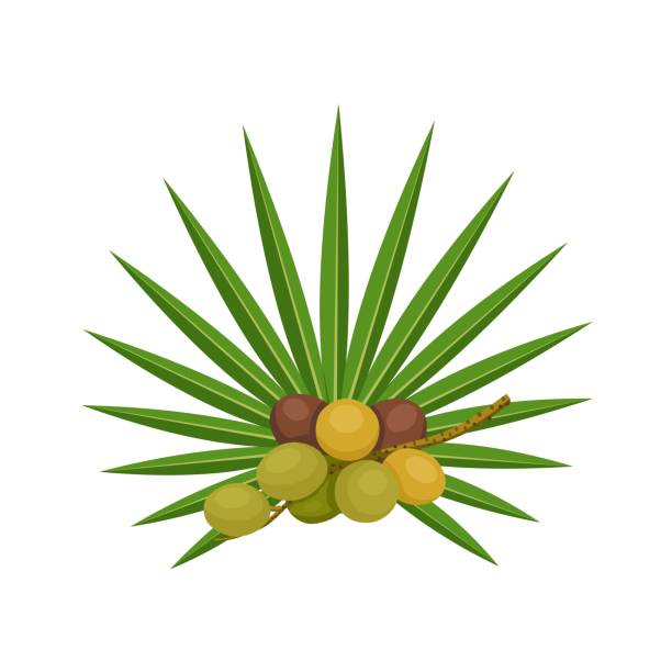 ilustrações de stock, clip art, desenhos animados e ícones de saw palmetto - saw palmetto