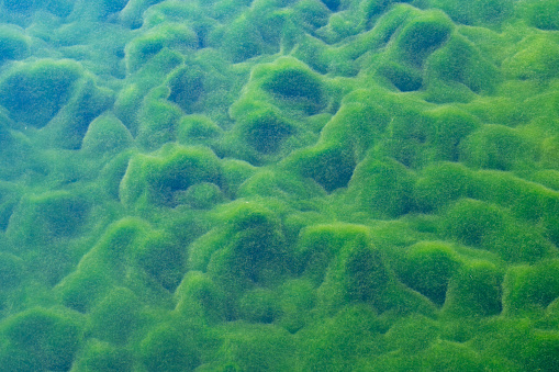 Unterwater plants in river