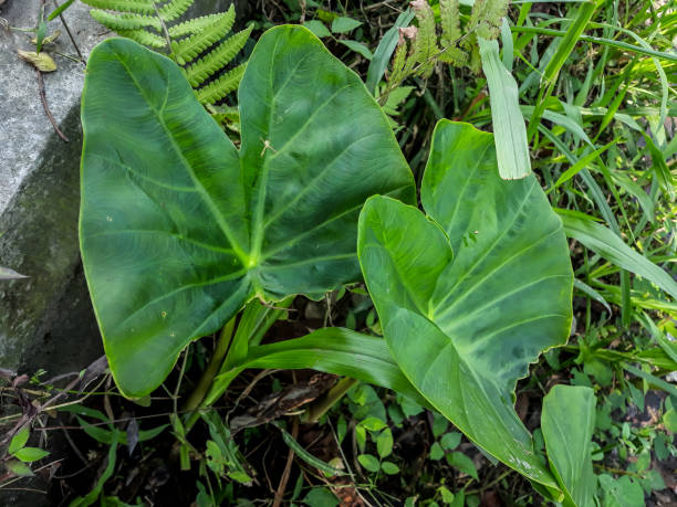 istock The plant taro esculenta cocoyam 1414952894