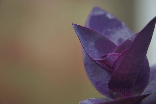 macro photo of tradescantia pallida, tradescantia pallida is a plant whose stems and leaves are purple