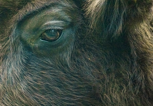 A close up of a Eurasian Bison's head.