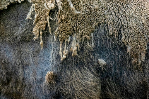 A close up of a Eurasian Bison's flank as it moults its winter fur.