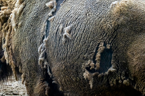 A close up of a Eurasian Bison's flank as it moults its winter fur.