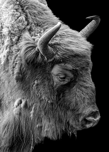 Adult horned buffalo isolated on a white background