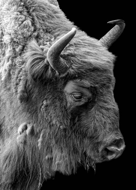 bison eurasiano - endangered species fotos - fotografias e filmes do acervo