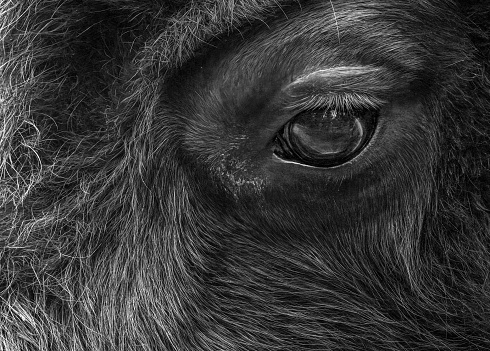 A close up of a Eurasian Bison's head.