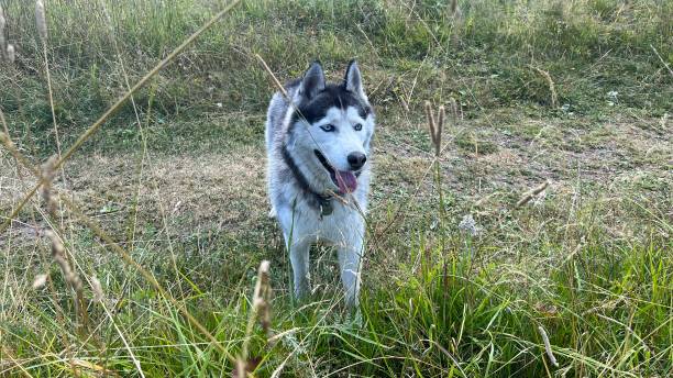 istock Husky dog for a walk in the woods 1414956335