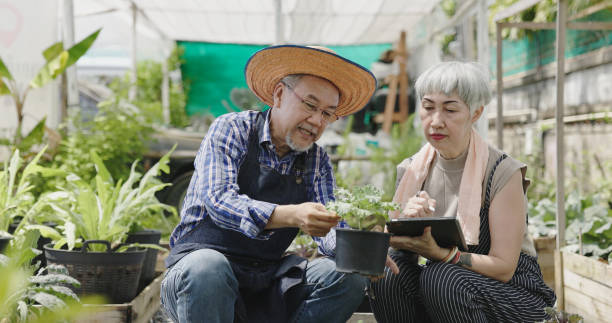 4k video footage of Happy elderly Asian couple grow vegetables in their home garden. Activities to generate income, grow crops, sell products in the retirement age. Home grown produce stock photo