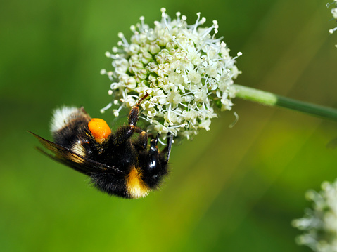 Female gamekeeper bumblebee (Bombus lucorum) on the flowers of a vegetable thistle in a summer meadow