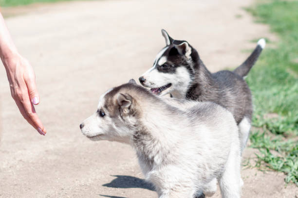 two purebred siberian husky puppies reach for the outstretched hand of a man in the park. the concept of helping animals, the relationship between man and dog, purebred dogs, pets. - siberian husky imagens e fotografias de stock