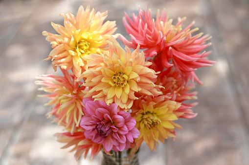 Beautiful red yellow Dahlia flowers.  Beautiful picture of dahlia flowers in a vase on a blurred wooden background. Dahlia red and yellow petals. Multicolor Flower.  Wallpaper.