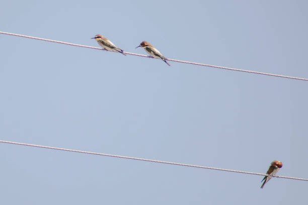 istock European bee-eater sits on a rope. Bee-eater bird with different colors. Golden bee-eater in nature 1414960225