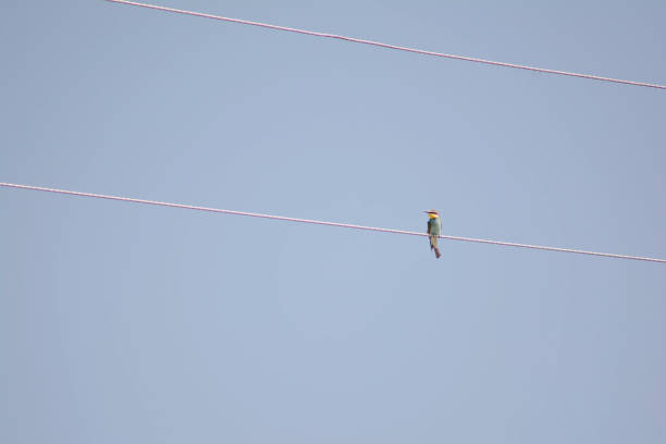 istock European bee-eater sits on a rope. Bee-eater bird with different colors. Golden bee-eater in nature 1414960308