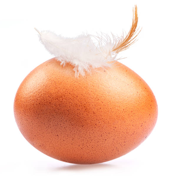 istock Brown chicken egg and chicken feather on its top isolated on white background. 1414961286