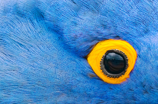 Hyacinth Macaw extreme close-up of an eye.