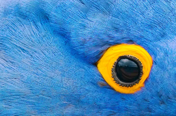 Photo of Hyacinth Macaw