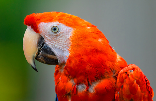 Closeup beautiful King Parrot, background with copy space, full frame horizontal composition