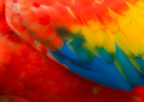 Scarlet Macaw close up of the flank heavily post processed to give a painterly effect..