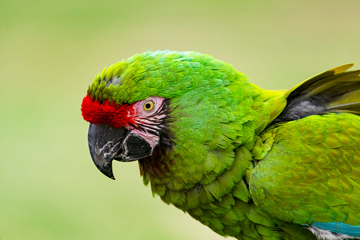 Close up the red macaw parrot bird in garden