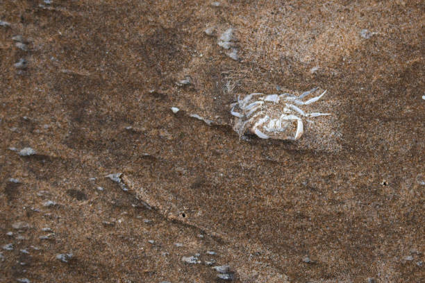istock dead crab body in sand 1414962257
