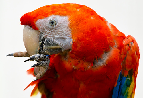 jacko the parrot sits on a branch in the park