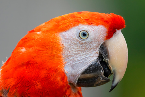 Scarlet Macaw profile portrait.