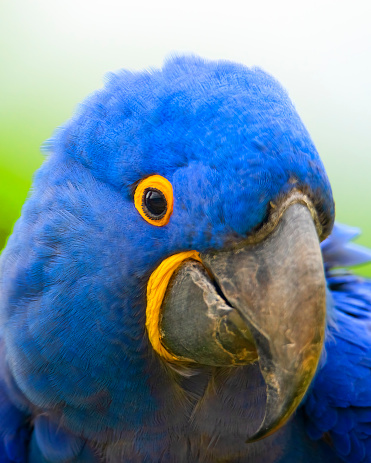 Hyacinth Macaw portrait.