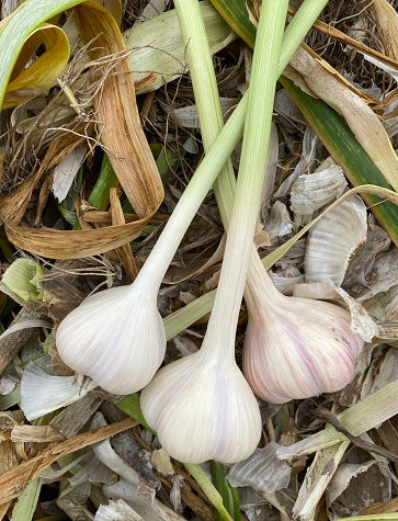 a collection of garlic that is ready to be used as a cooking ingredient