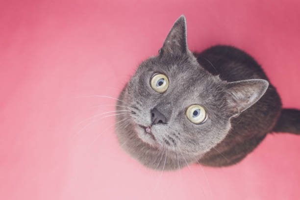 istock grey cat sitting on the pink background 1414963709