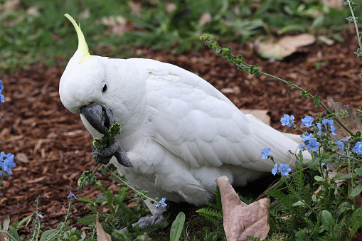 Sulphur-crested Cockatoo feeding on plant seeds