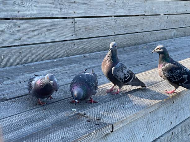 istock Pigeon on a wooden deck 1414963800