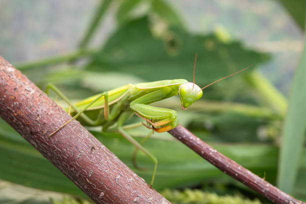 istock Mantis from family Sphodromantis sitting on a branch lurking on green leaf. Sphodromantis viridis as a pet. Common names include African mantis, giant African mantis or bush mantis. 1414963951