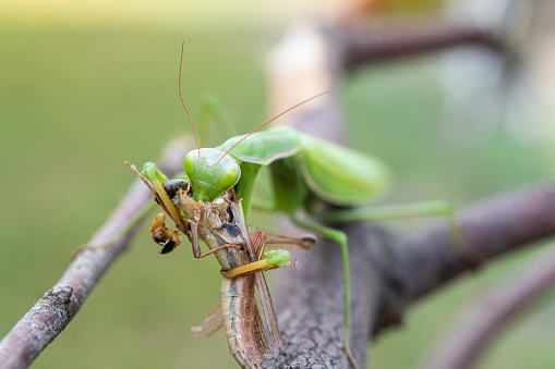 Green praying mantis on twig