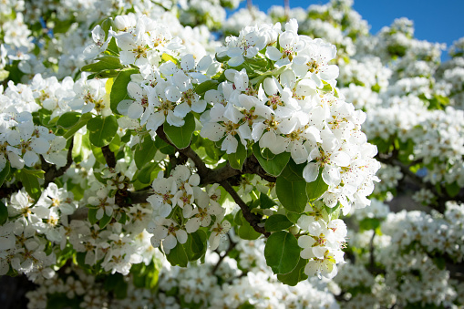 Tree Blossom in flower
