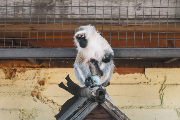 istock portrait of a sad monkey in cage. 1414965606