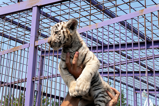 Cute newborn white tiger cub in the hands of a man.