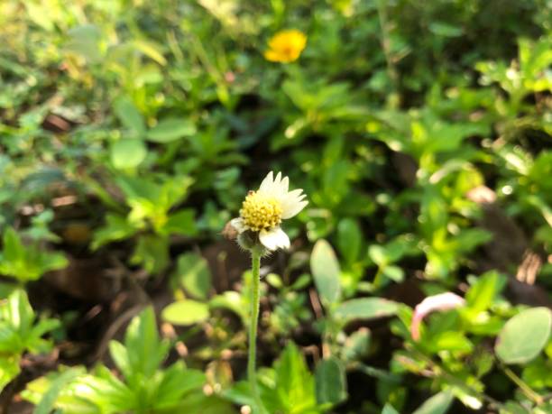 istock beautiful little flower photo 1414966867