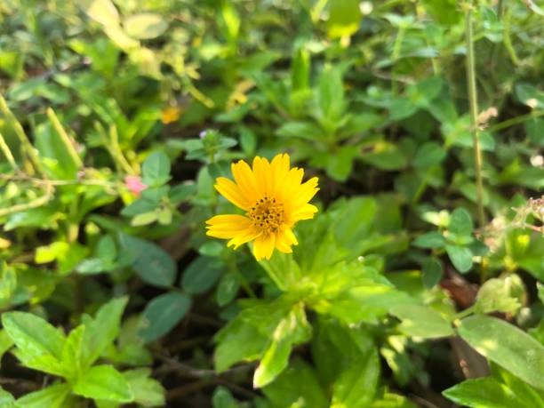 istock cute yellow flower photo 1414966874