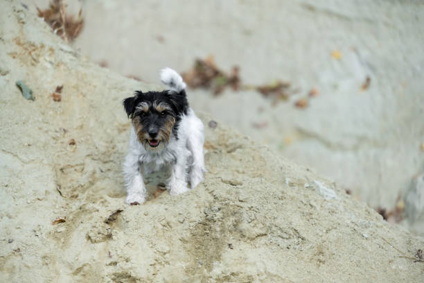 Cute small Jack Russell Terrier dog in a sand pit
