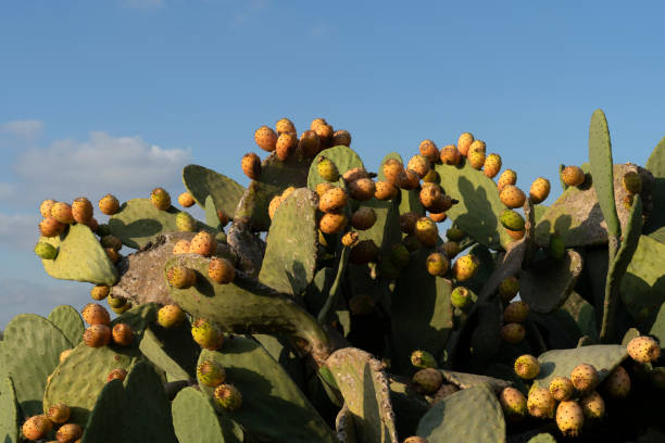 organiczna opuntia ficus-indica z dojrzałymi owocami gotowymi do spożycia - prickly pear fruit cactus prickly pear cactus yellow zdjęcia i obrazy z banku zdjęć