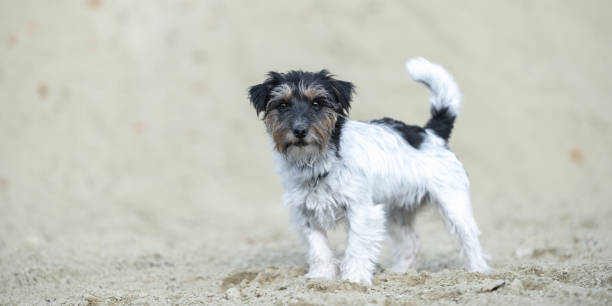 istock Cute small Jack Russell Terrier dog in a sand pit 1414968380