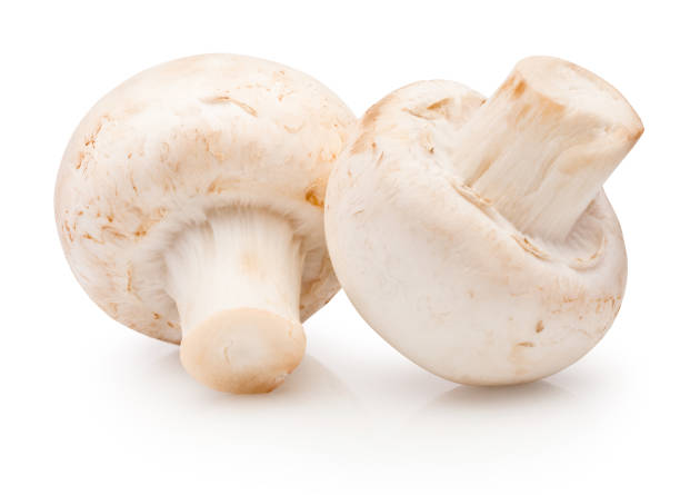 due funghi champignon isolati su sfondo bianco - edible mushroom white mushroom isolated white foto e immagini stock