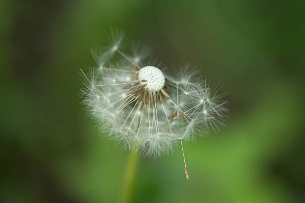 istock White fluffy dandelion on a soft creamy green background. Summer time concept. 1414970984