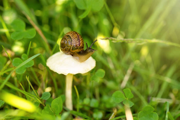 A snail crawls on a white mushroom in the green grass.