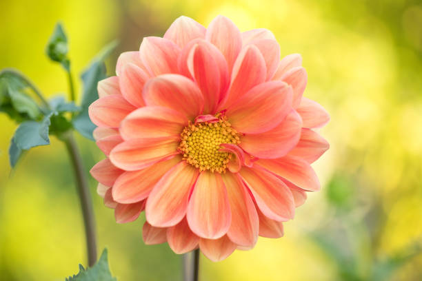 istock Blooming dahlia in the garden. 1414971012