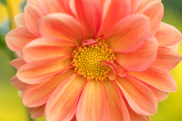 Dahlia in macro