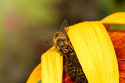 Macro of a bee on top of a black eyed susan.