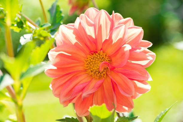 istock Blooming dahlia in the garden. 1414971049